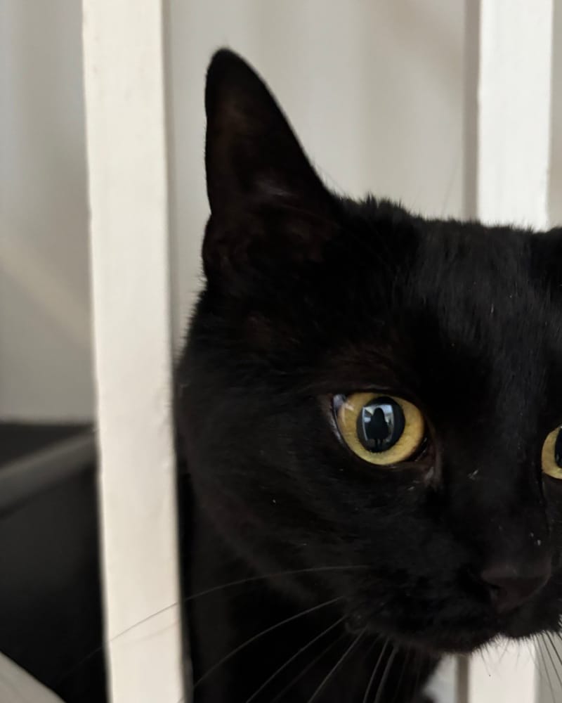 Tanya’s black cat with yellow eyes peering through stair railings