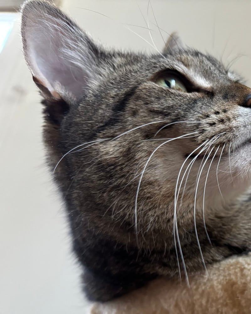 Tanya’s tabby cat lounging on a cat tree, gazing upward